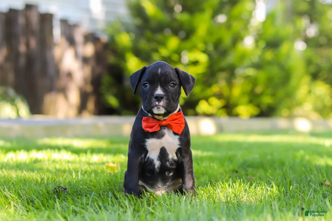 Boxer dogs for sale: Jax - Ad 1