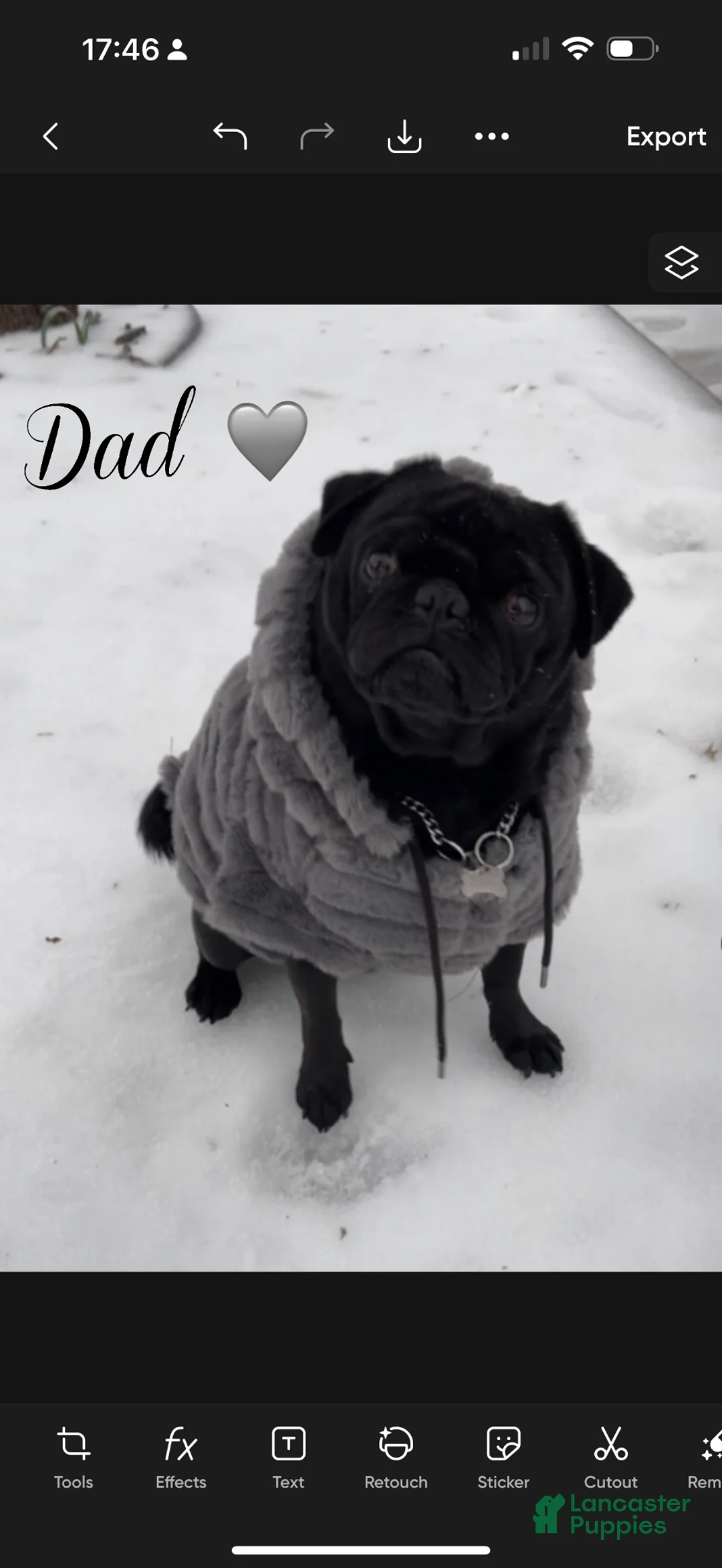 Pug dogs for sale: Achilles - Ad 9