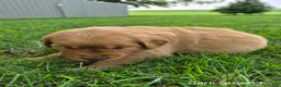 Golden Retriever dogs for sale: Daisy (Dark green collar) - Ad 4