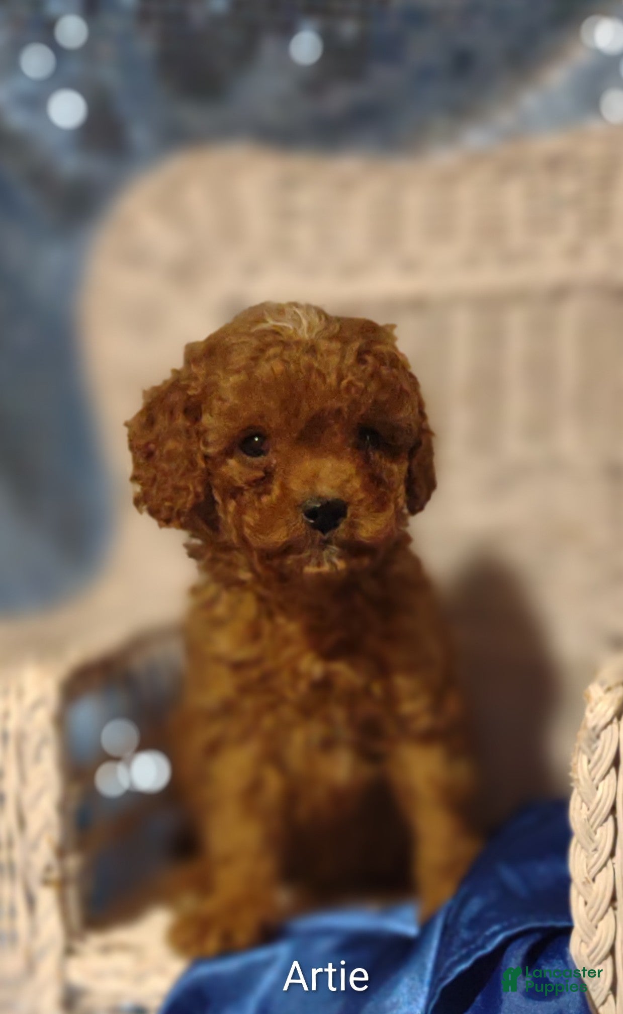 Cavapoo dogs Cavapoo F1b 1 Artie - Ad 1