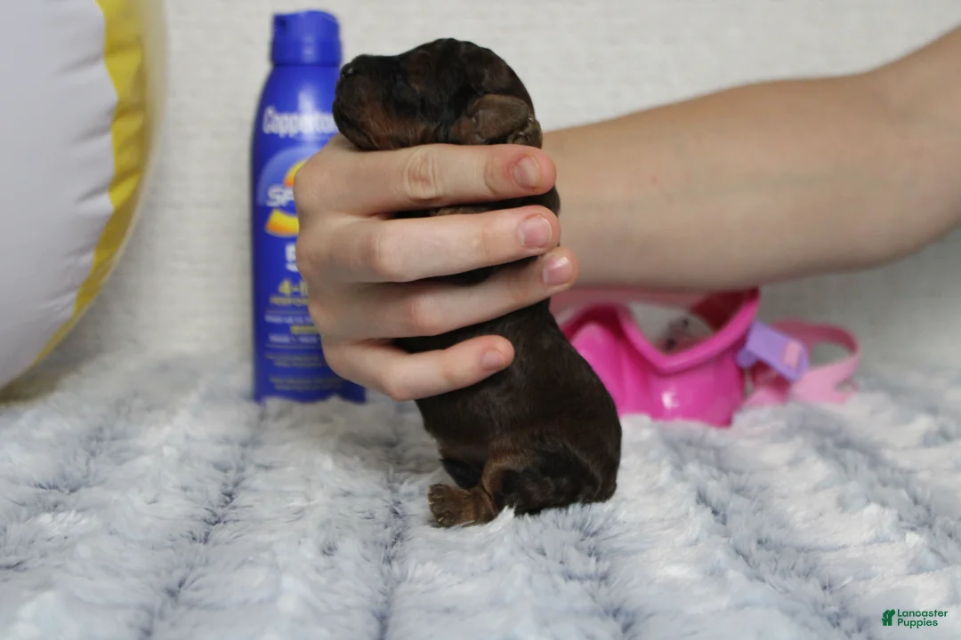 Cavapoo dogs for sale: Ella - Ad 2
