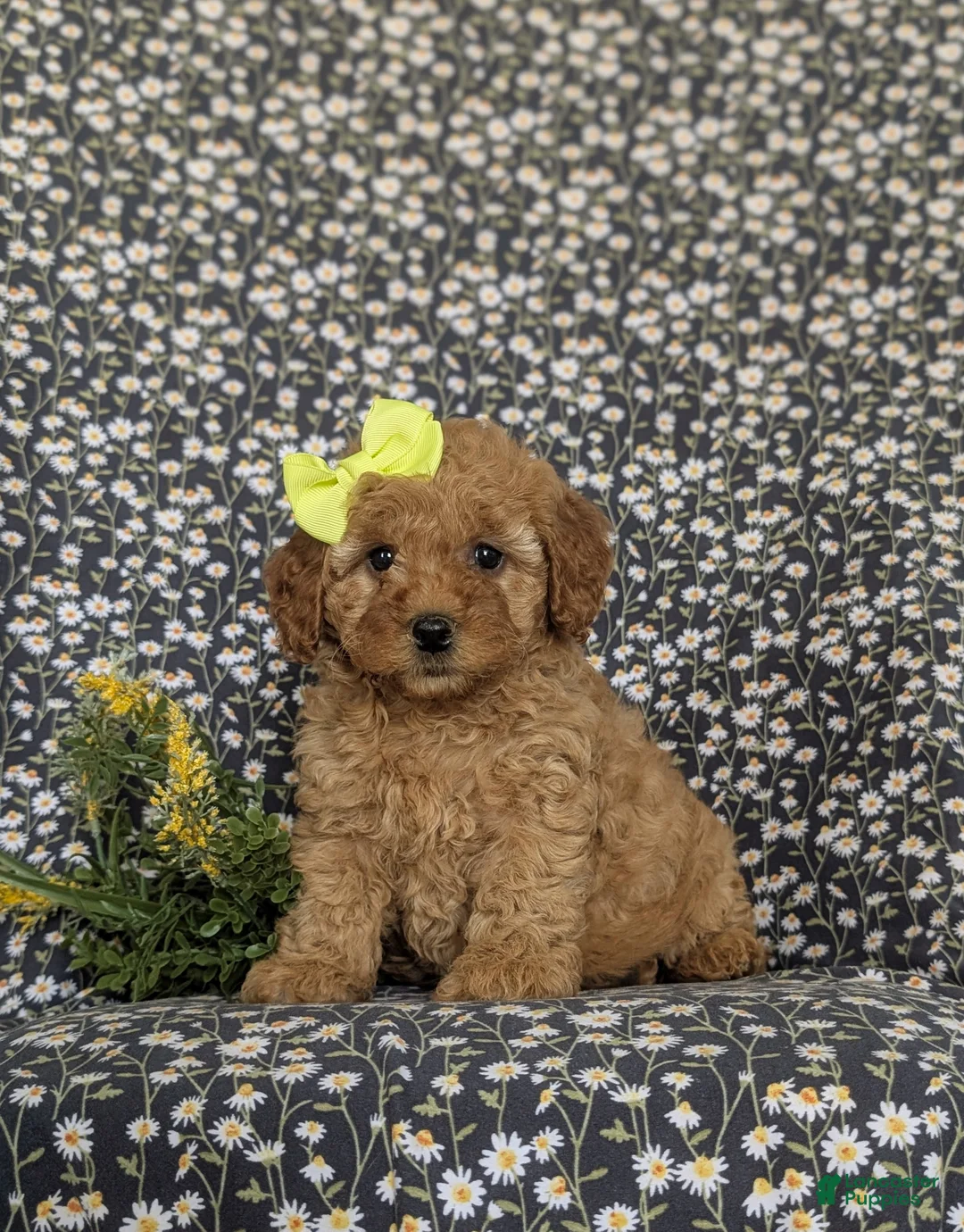 Cockapoo dogs for sale: Nyla Hypoallergenic - Ad 2