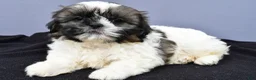 Shih Tzu dogs for sale: Anson - Ad 2
