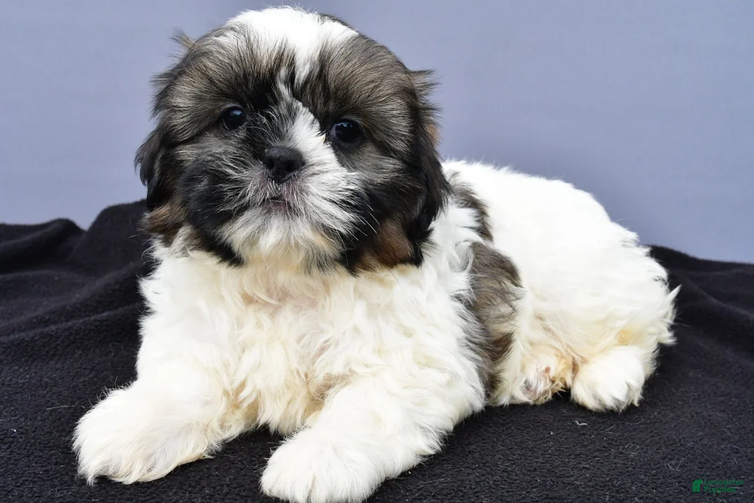 Shih Tzu dogs for sale: Anson - Ad 2