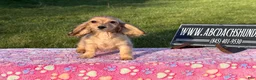 Miniature Dachshund dogs for sale: Cream - Ad 8