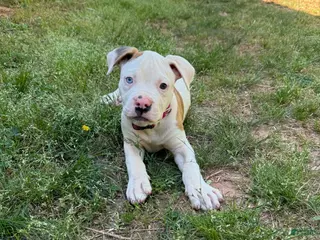 American Bulldog dogs for sale: Boss - Ad 2