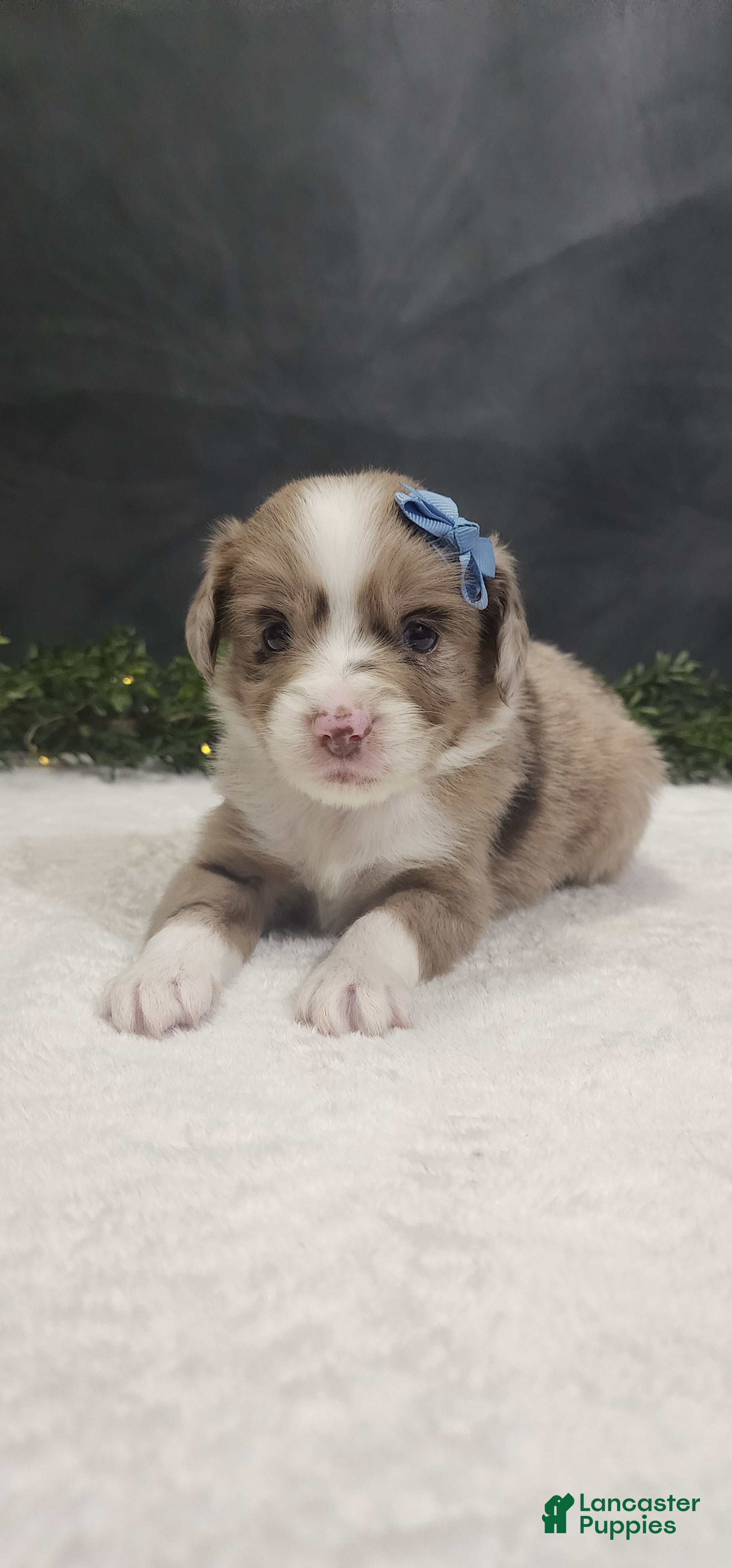 Miniature Australian Shepherd dogs Charlie  - Ad 2