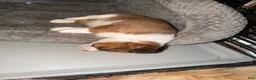 Mixed Breed dogs for sale: Mixed Breed 2 - Ad 5