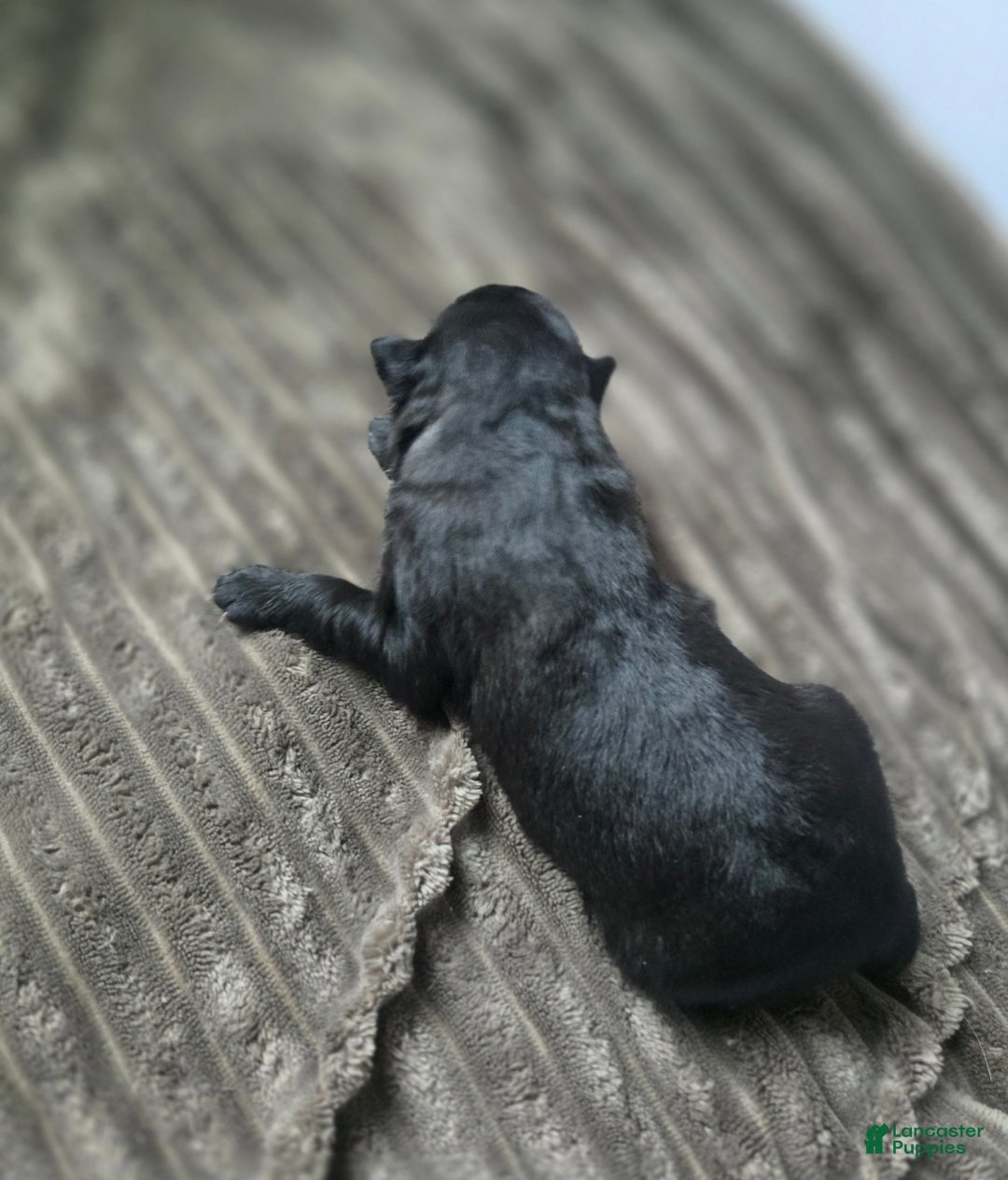 Mixed Breed dogs for sale: Starlight - Ad 6