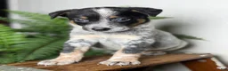 Australian Cattle Dog dogs for sale: Duke - Ad 7