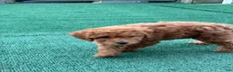Toy Poodle dogs for sale: Tina - Ad 5