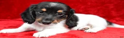 Miniature Dachshund dogs for sale: Logan - Ad 1