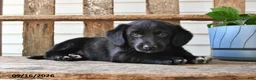 Mixed Breed dogs for sale: Charlotte - Ad 2