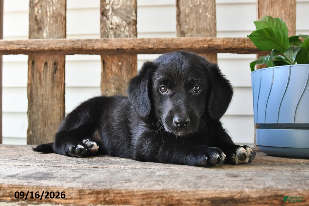 Mixed Breed dogs for sale: Charlotte - Ad 2
