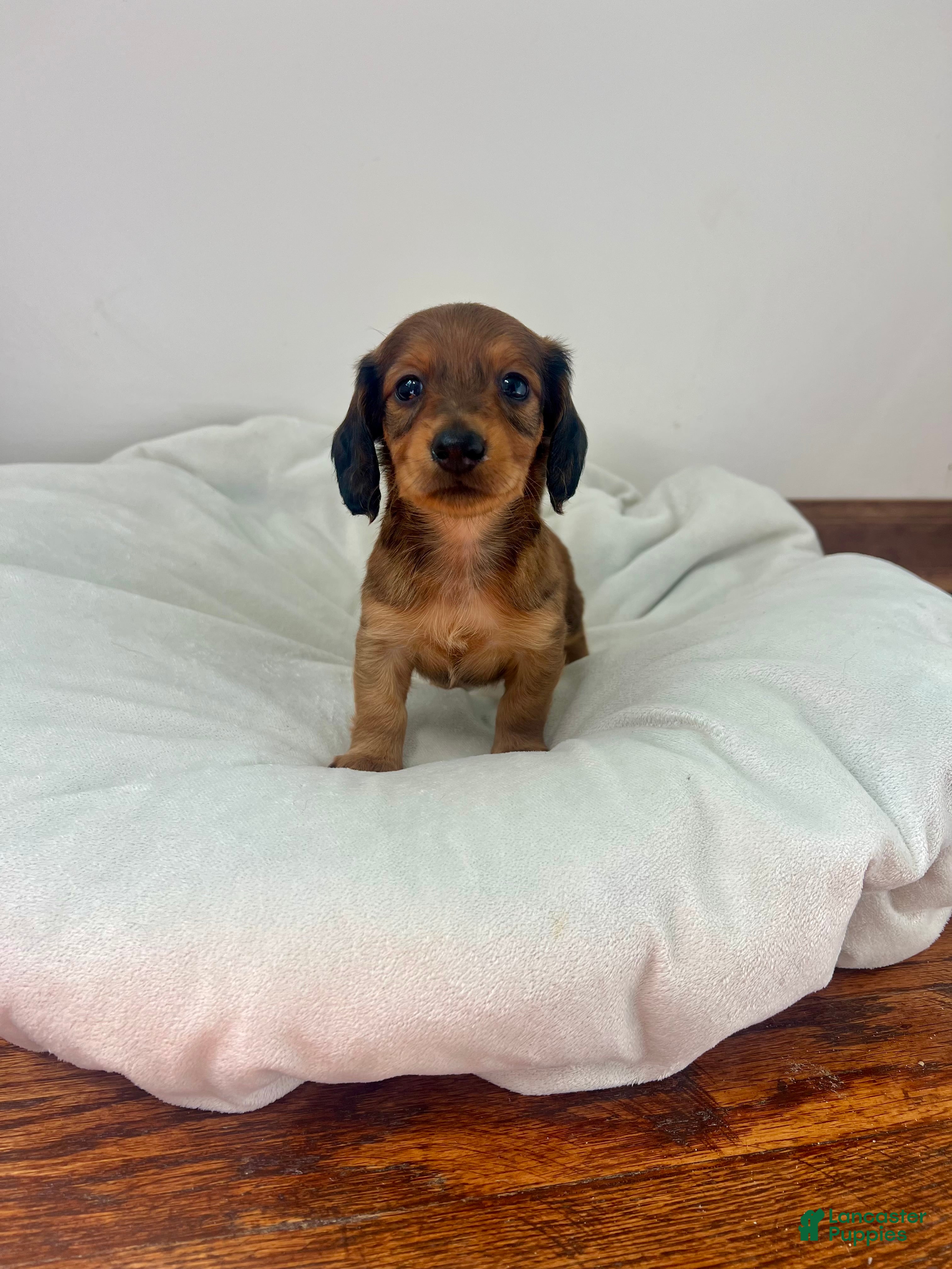 Miniature Dachshund dogs for sale: Biscuit  - Ad 3