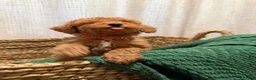 Toy Poodle dogs for sale: Toy Poodle 2 - Ad 6