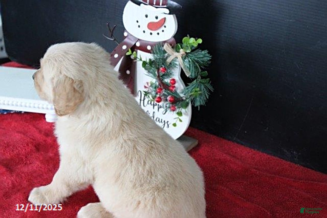 Golden Retriever dogs for sale: Cinnamon - Ad 3