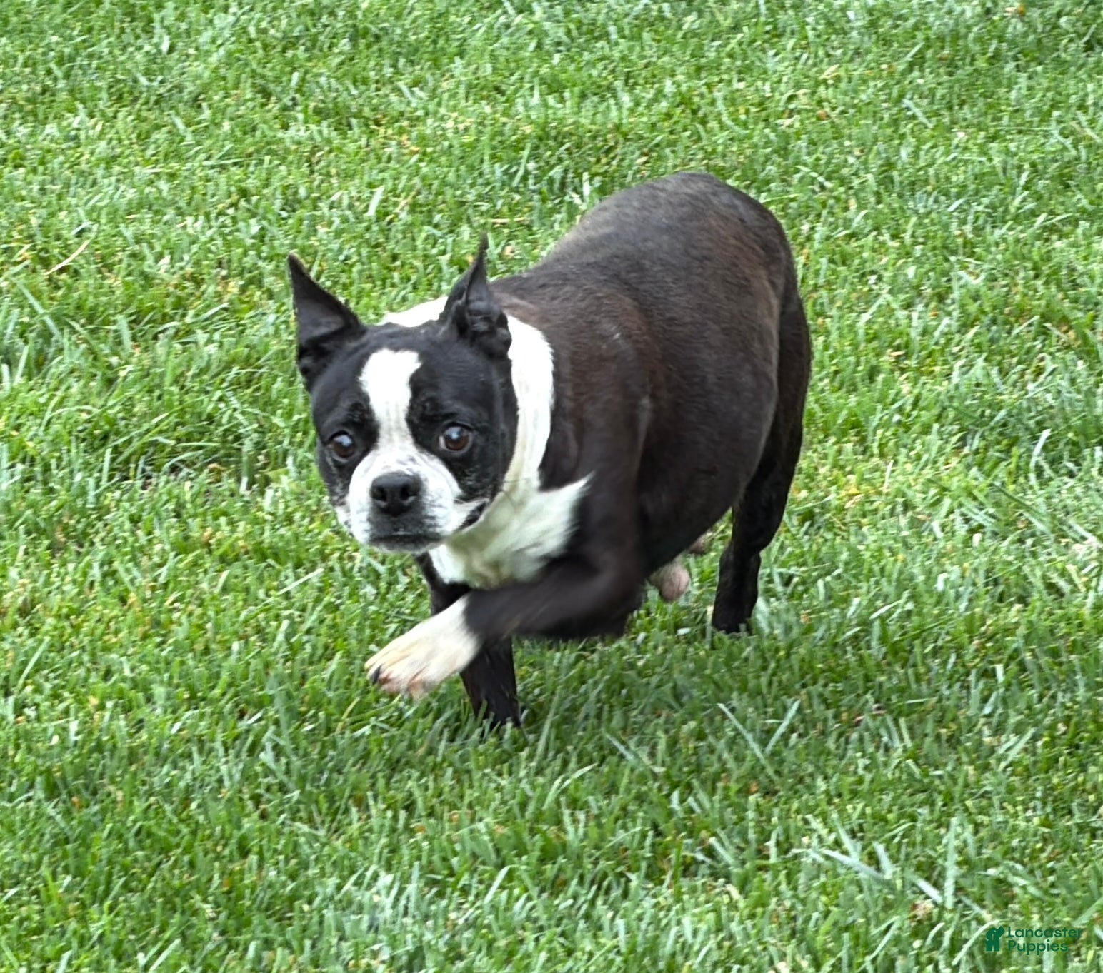 Boston Terrier dogs Boston Terrier Puppy 1 - Ad 10