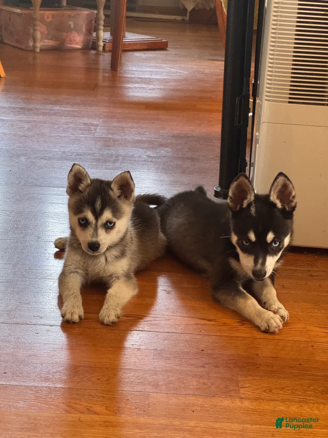 Gallery Image {{count}}