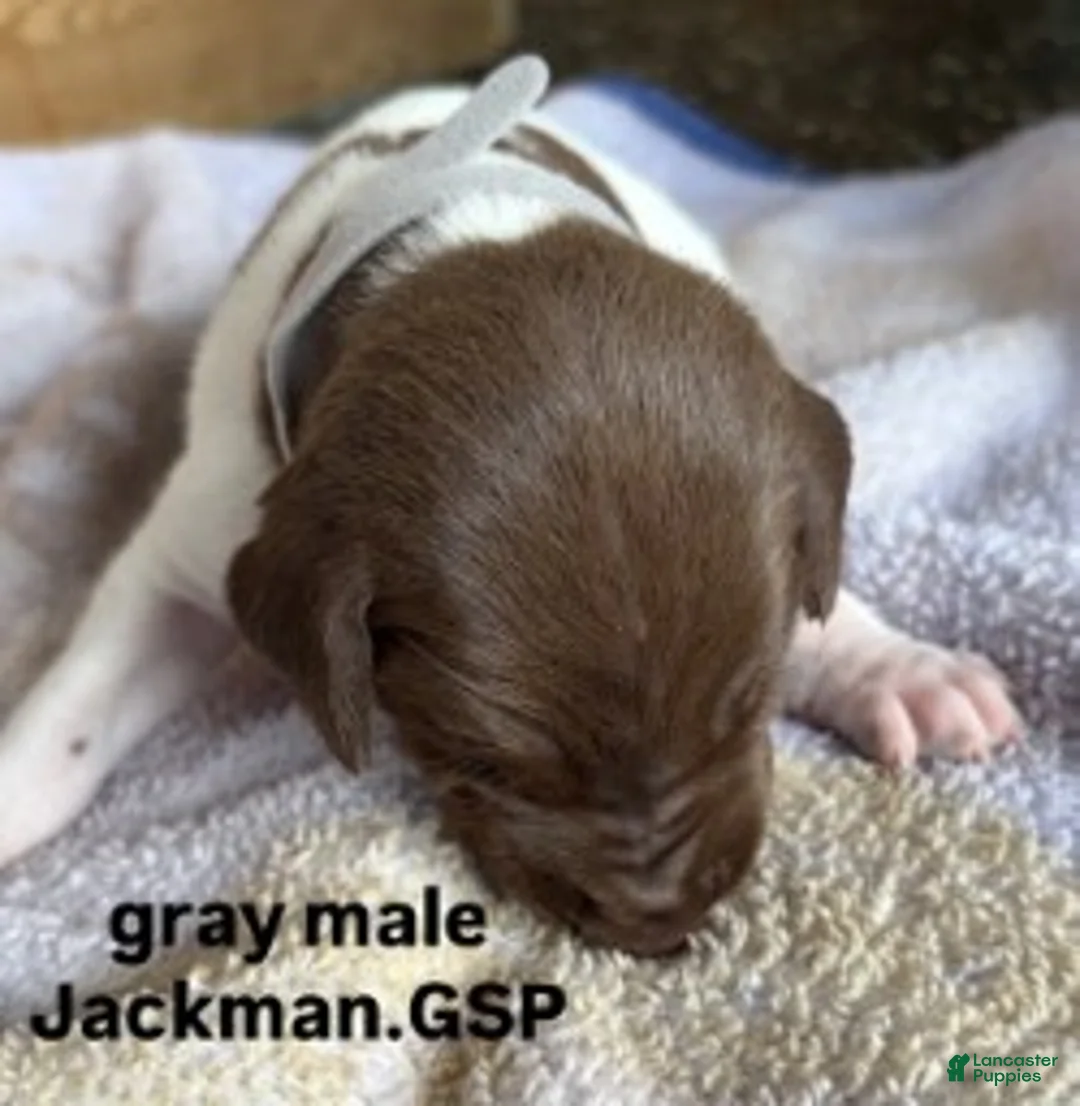 German Shorthaired Pointer dogs for sale: Gray Male - Ad 1