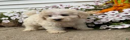 Miniature Poodle dogs for sale: Jack - Ad 4