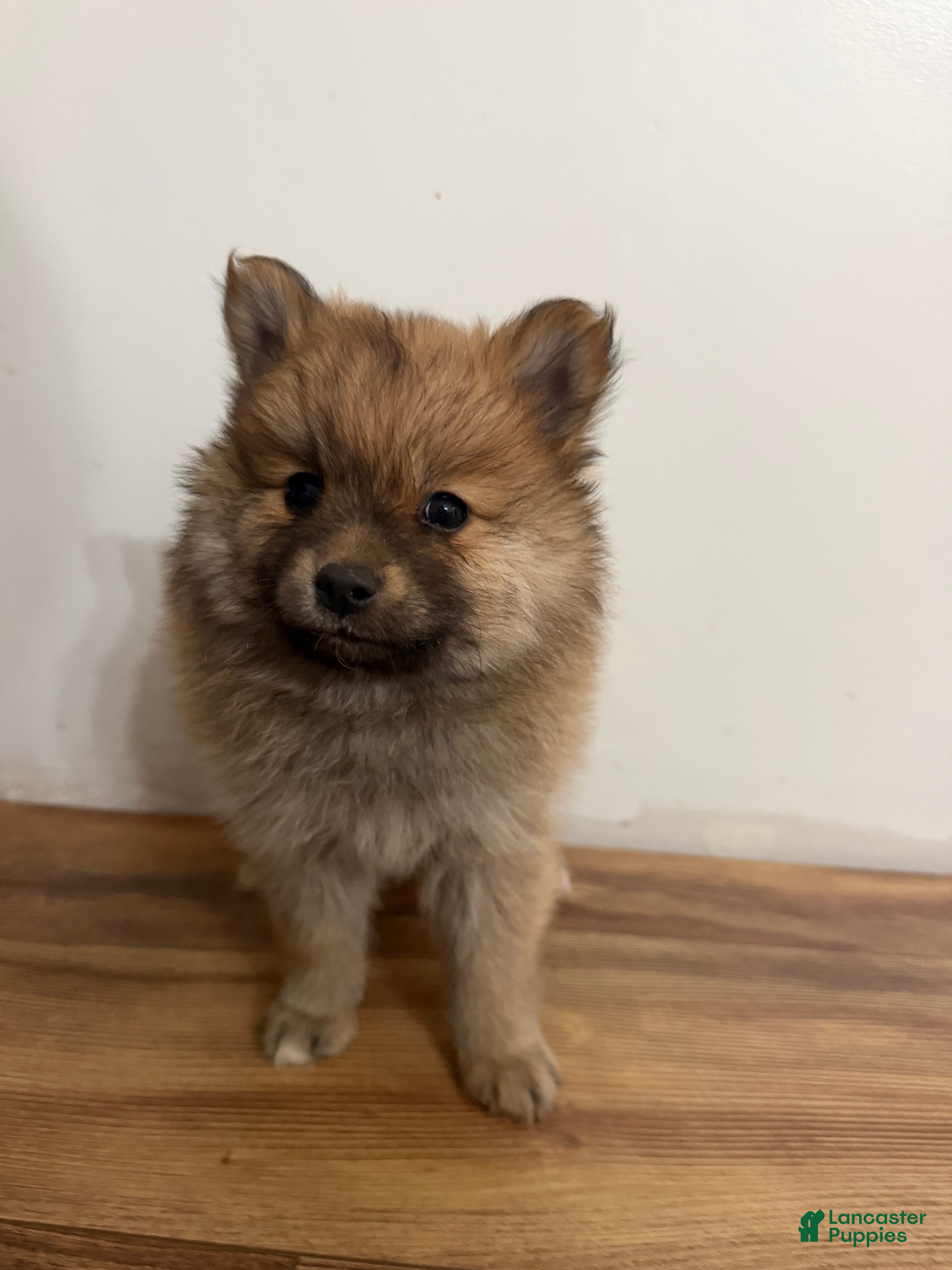 Pomeranian dogs Pomeranian 2 - Ad 27