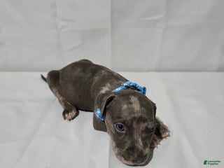 American Bully dogs - Ad 17