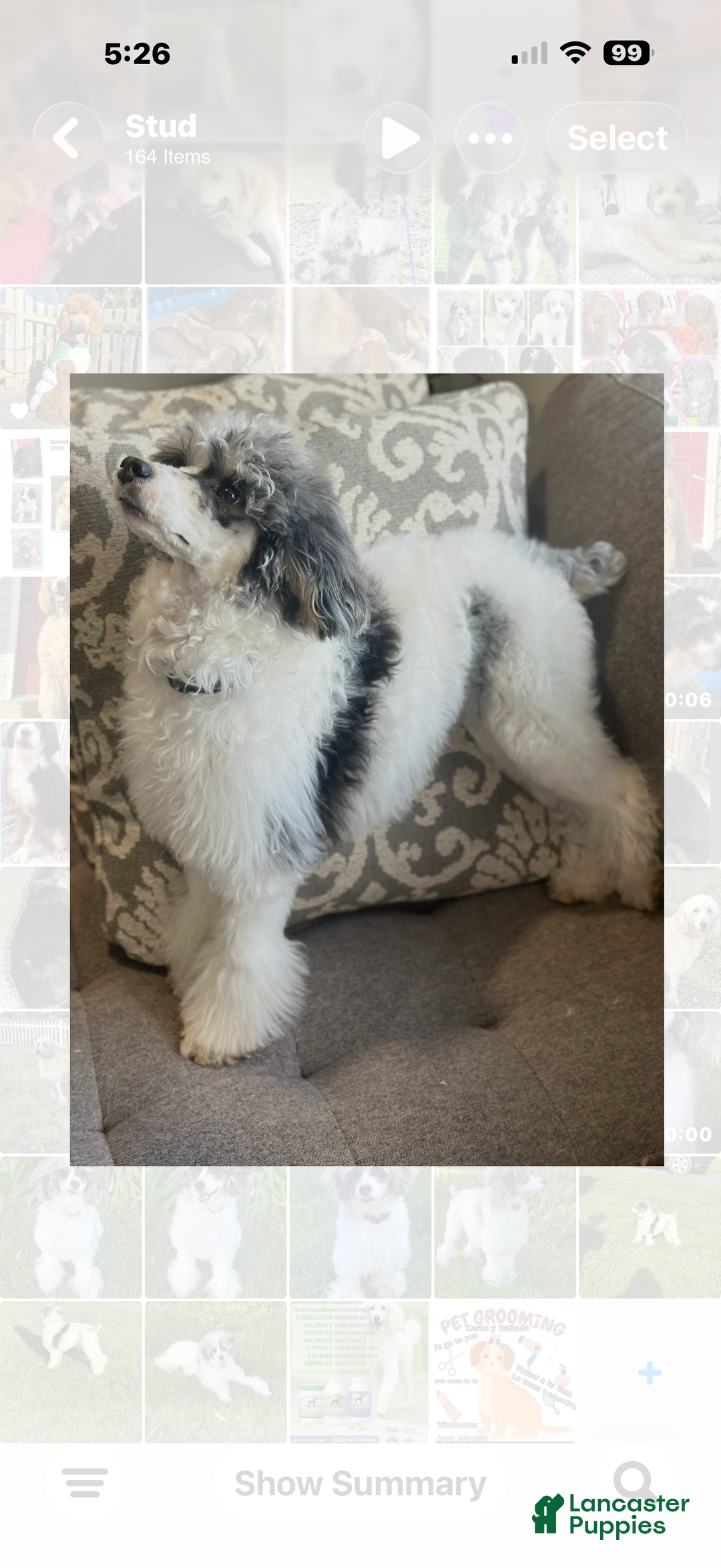 Miniature Poodle dogs for stud: Tri color Merle  - Ad 4