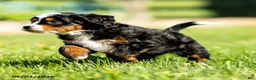 Mini Bernedoodle dogs for sale: Gigi - Ad 5