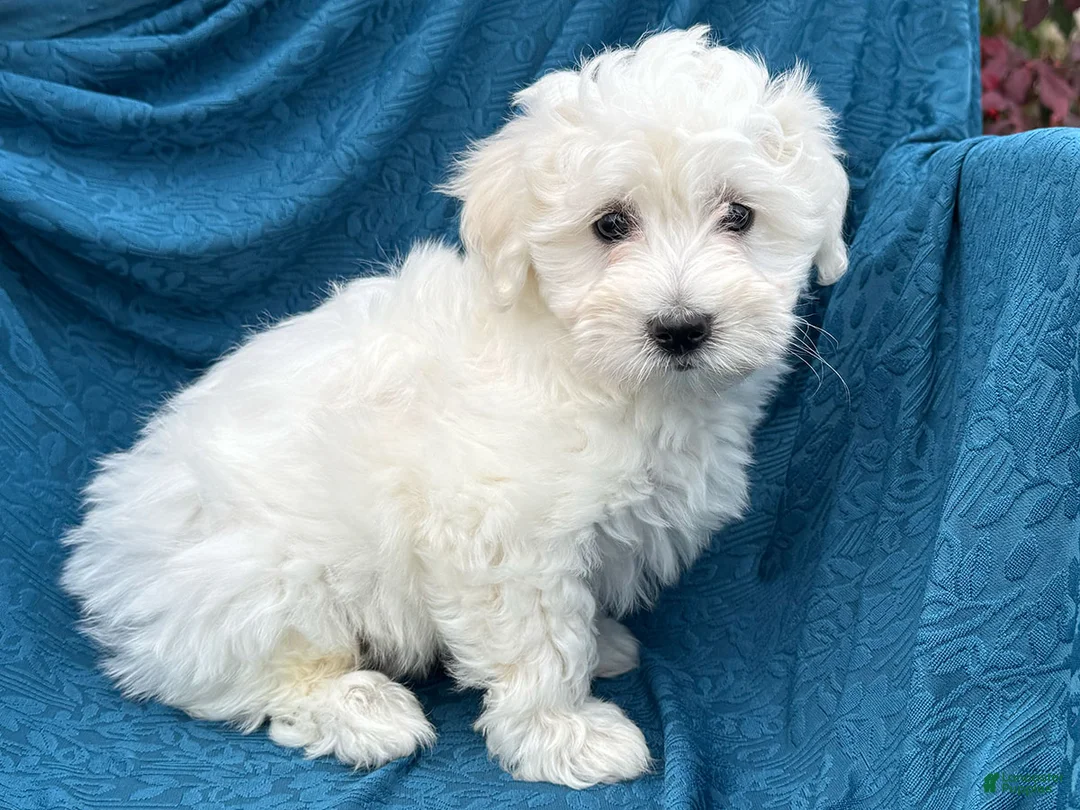 Mixed Breed dogs for sale: Susie - Ad 2