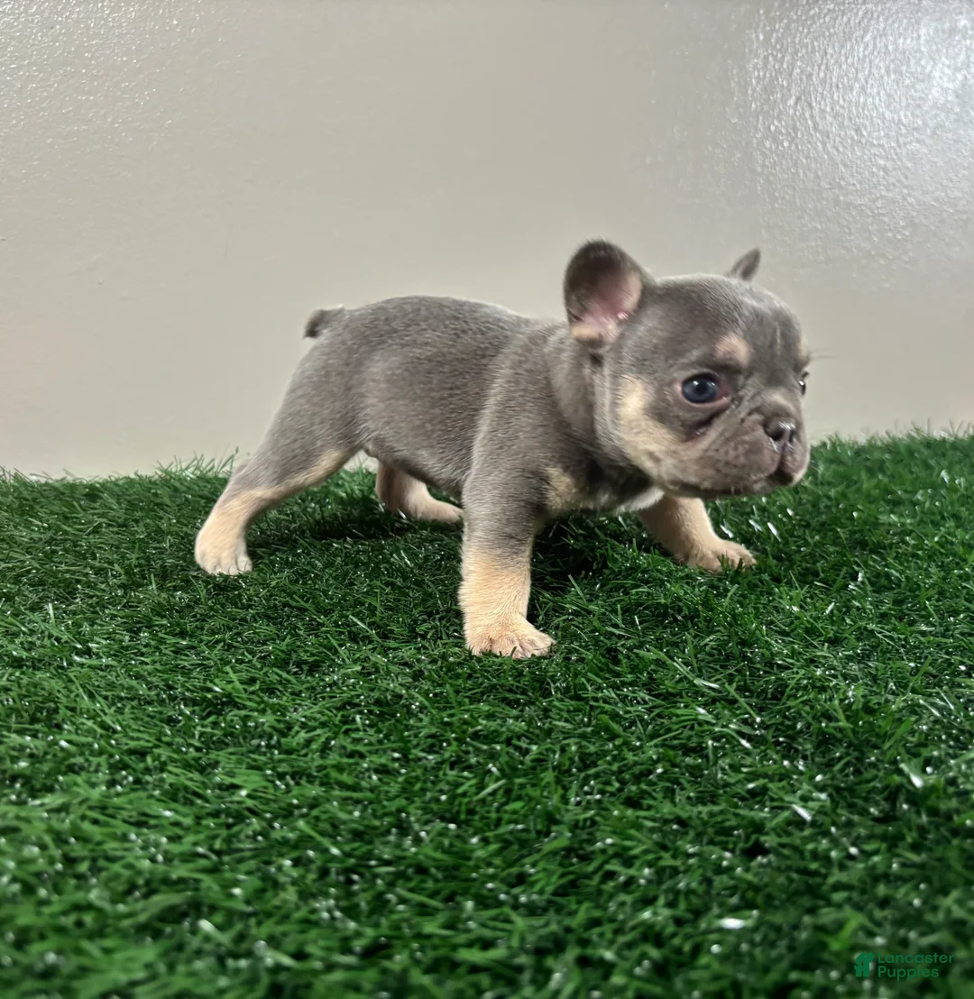French Bulldog dogs for sale: Lola - Ad 2