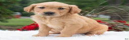 Golden Retriever dogs for sale: Hazel  - Ad 3