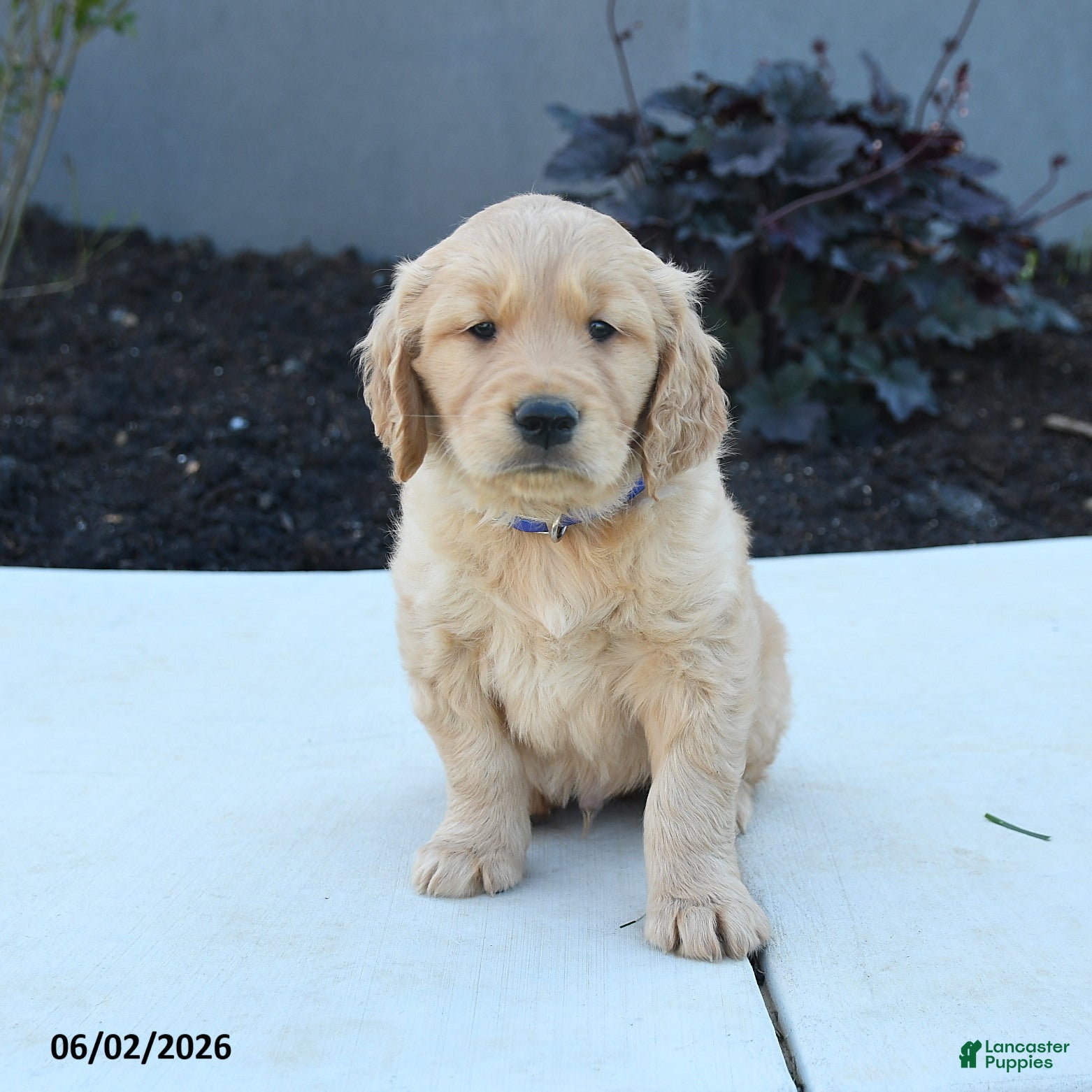Golden Retriever dogs for sale: Watson - Ad 4