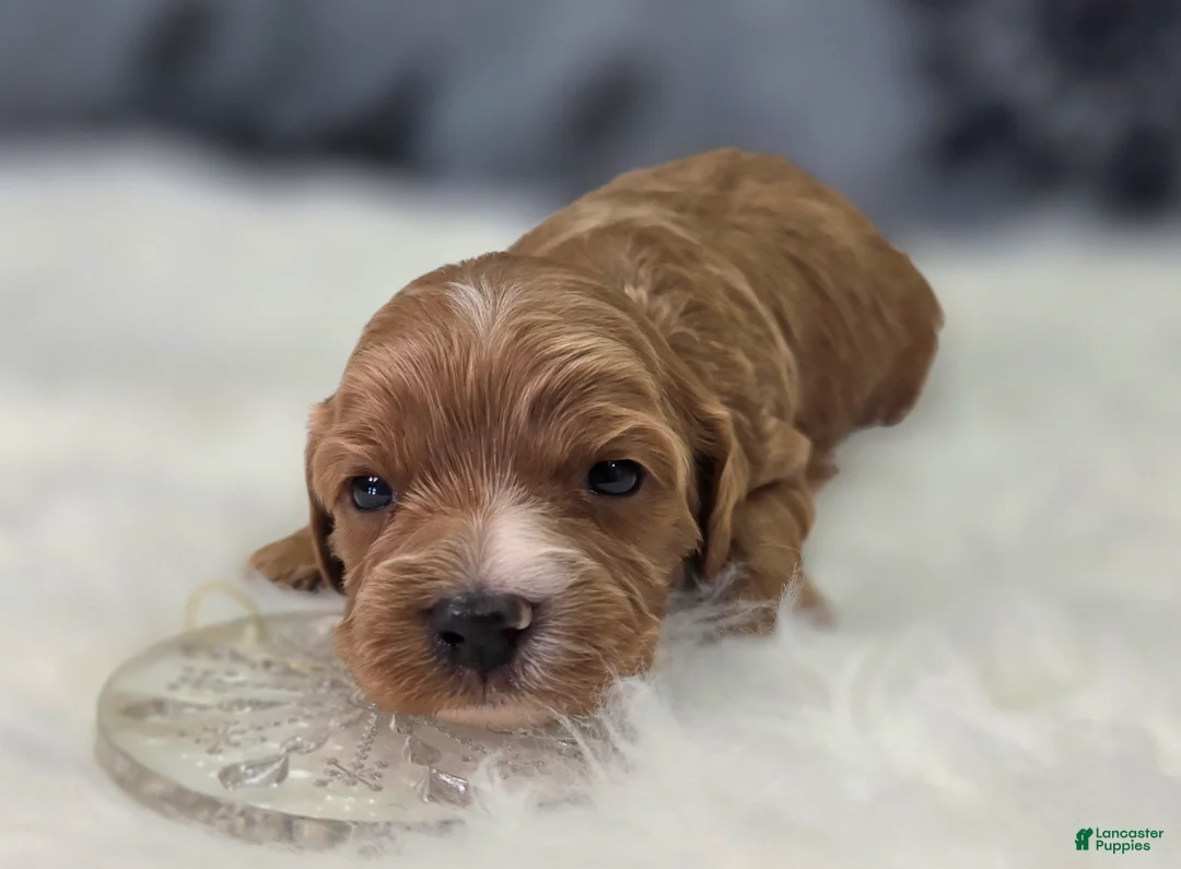 Cavapoo dogs for sale: Flurry - Ad 5