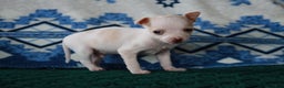 Mixed Breed dogs for sale: Don - Ad 5
