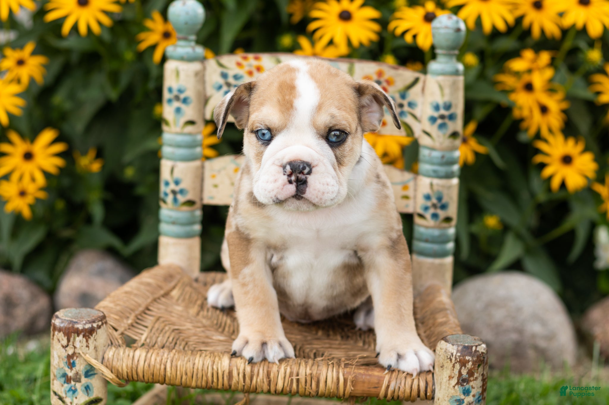 English Bulldog dogs Buddy  - Ad 24
