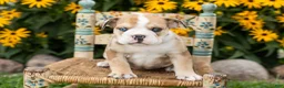English Bulldog dogs for sale: Buddy  - Ad 1
