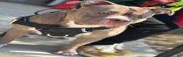 American Bully dogs for sale: American Bully 1 - Ad 8