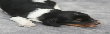 Black and Tan Piebald Male 