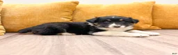 Australian Shepherd dogs for sale: Luna - Ad 3