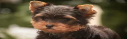 Yorkshire Terrier dogs for sale: Damon Yorkshire Terrier  - Ad 19