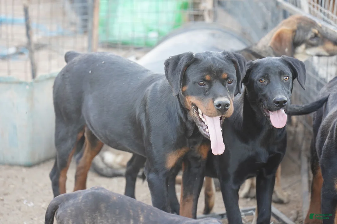 Mixed Breed dogs for sale: Jet Tiscar Farm Dog - Ad 37