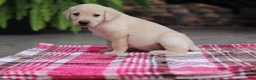 Labrador Retriever dogs for sale: Scout - Ad 3