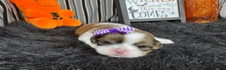 Shih Tzu dogs for sale: Shih Tzu 3 - Ad 3