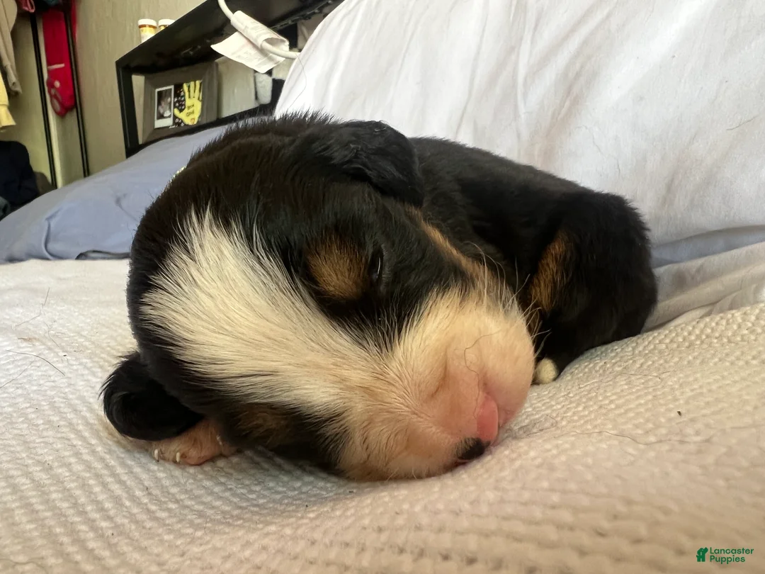 Bernese Mountain Dog dogs for sale: Yellow Female  - Ad 2