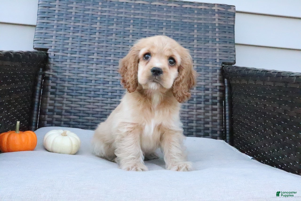 Cocker Spaniel dogs for sale: Timber - Ad 1