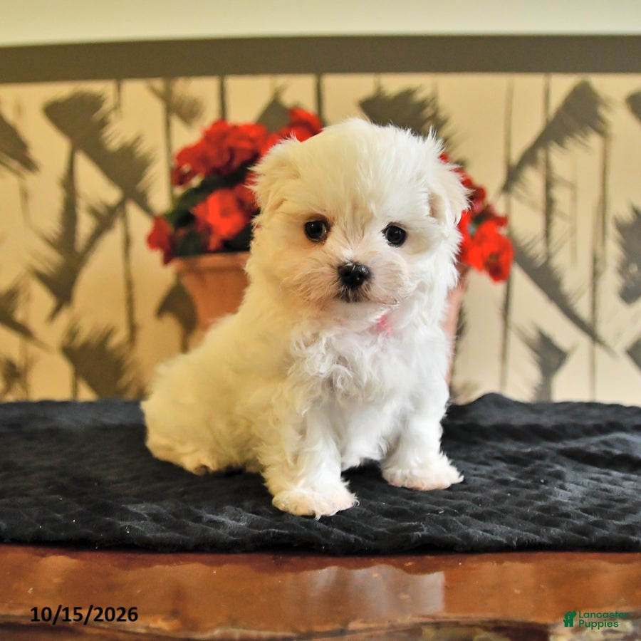 Maltese dogs Amy - Ad 1