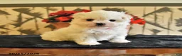 Maltese dogs for sale: Amy - Ad 1