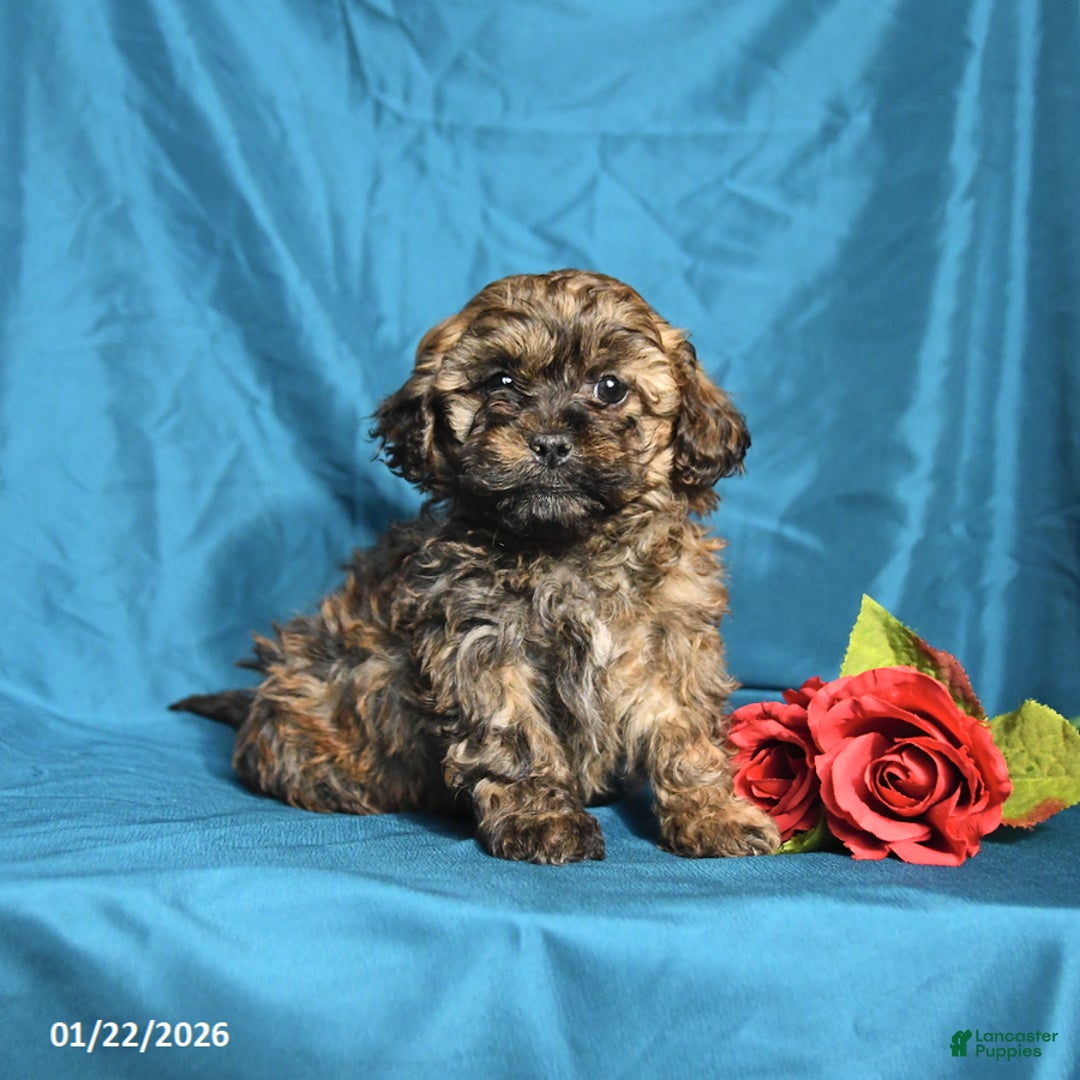 Shihpoo dogs for sale: Buddy - Ad 1