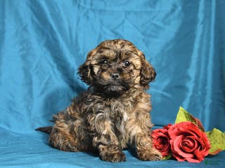 Shihpoo dogs Buddy - Ad 40